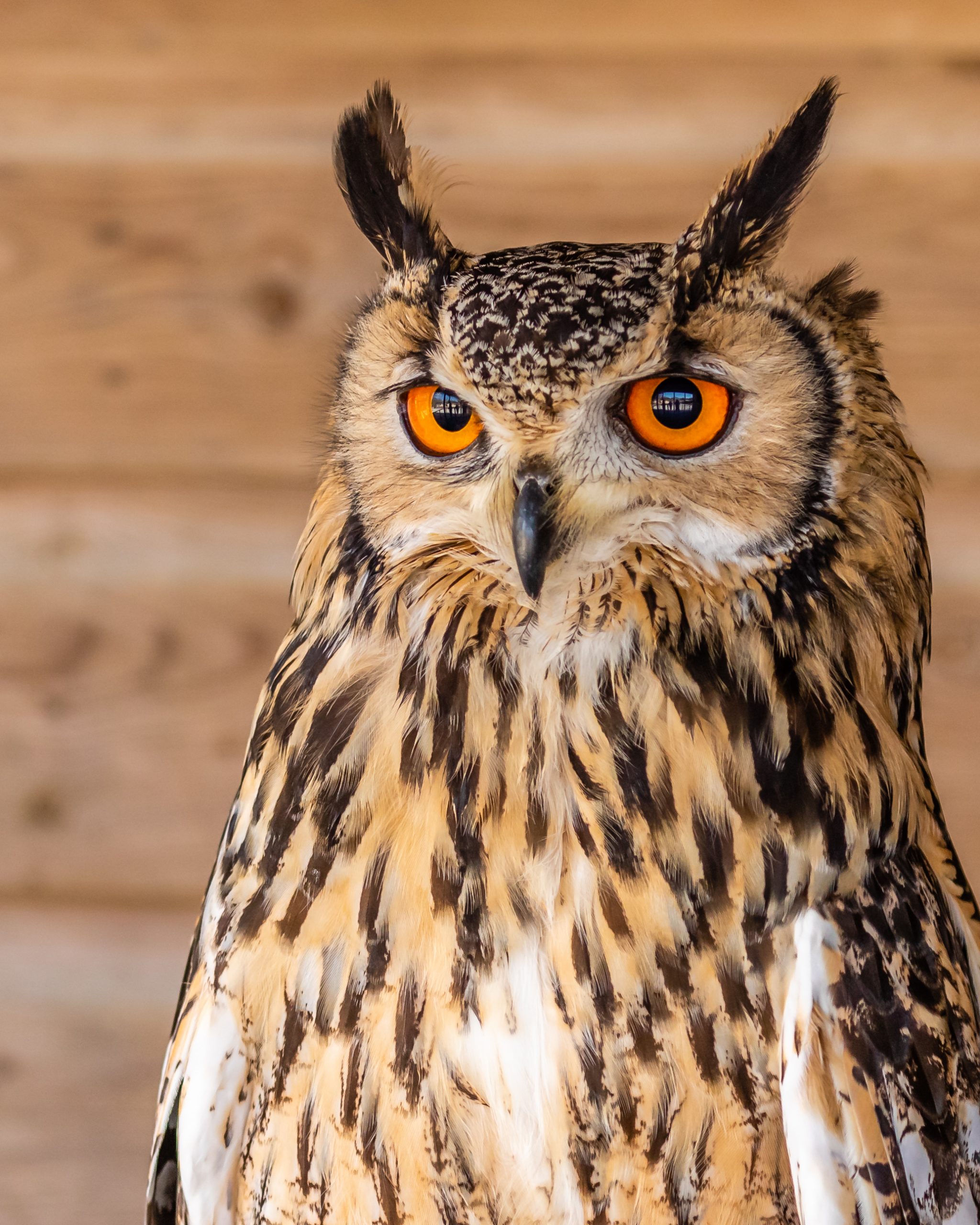 Platinum Jubilee Drawing Competition Screech Owl Sanctuary & Animal Park